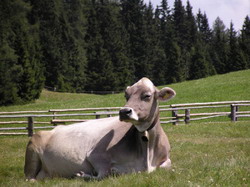 bruna-alpina-cow resize