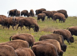 In judetul Cluj a fost inaugurata cea mai mare ferma de bizoni din Europa