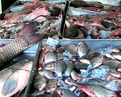 Frauda de 1.000.000 de lei in domeniul achizitiilor intracomunitare de peste