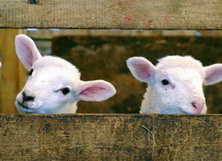 Atentie proprietari… se fura din salase!