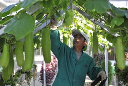 A crescut productia de legume in China cu 40 % prin ajutorul de stat