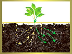Reducerea presiunii de atac a nematozilor in solarii