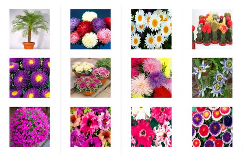 seminte-de-flori-hobby