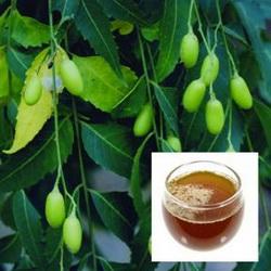 Uleiul de Neem un insecticid ecologic eficient