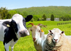 Pana la 30 mai se depun cererile de plata la bovine, ovine si caprine pentru ajutoarele nationale tranzitorii si specifice