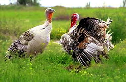 Rolul mineralelor si a vitaminelor in alimentatia curcilor