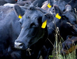 Se efectueaza lucrarile de bonitare, clasare si autorizare a reproducatorilor masculi utilizati la monta naturala autorizata