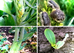 Monitorizarea entomofaunei daunatoare din culturile agricole