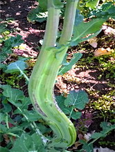 Daunatoarii din culturile agricole 1