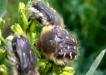 Daunatoarii din culturile agricole 3