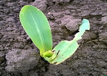 Daunatoarii din culturile agricole 4