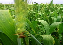 Daunatoarii din culturile agricole 7