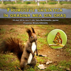 Frumusete salbatica in gradina mea din oras