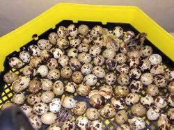 Incubator oua prepelite