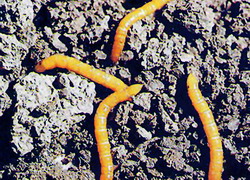 Larve gandaci pocnitori