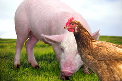 Masura 215-Plati bunastare Porcine Pasari