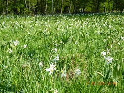 18 mai 2014 – Festivalul Narciselor