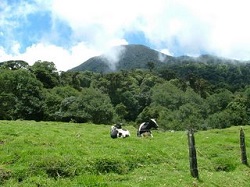 Ruta branzeturilor –  initiativa agroturistica a crescatorilor de vaci din Costa Rica