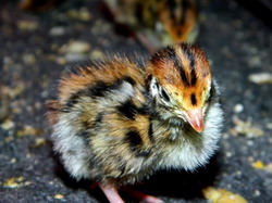 Despre cresterea puilor de prepelita