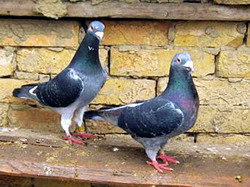 cresterea si imperecherea porumbeilor 2