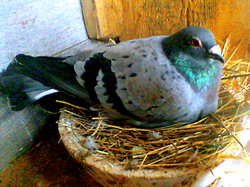 cresterea si imperecherea porumbeilor 3