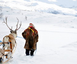 Taramul si cultura Sami