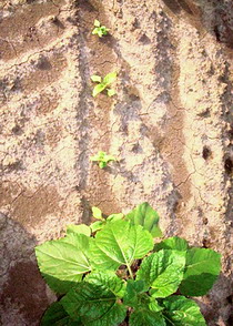 fitotoxicitate culturi-1