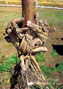 fitotoxicitate culturi-2