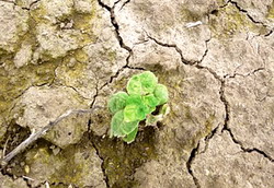 fitotoxicitate culturi