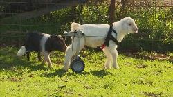 goat on wheels inset 19noqir-19noqj1