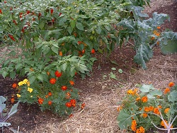 Galbenele, insecticid pentru sol