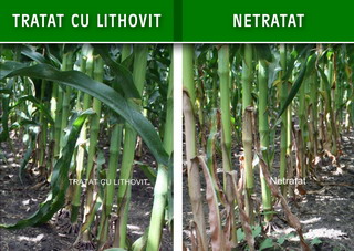 montaj lithovit cereale2