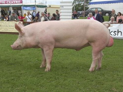 porc-din-rasa-marele-alb resize