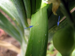 Atacul de tripsi la ceapa