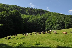 Se va acorda din nou ajutor de stat in zootehnie