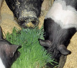 8607049219 c2501f823f m