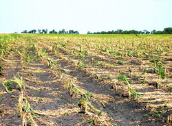 Fermierii care au suferit pierderi in urma calamitatilor din 2013 vor fi scutiti de impozitul pe venitul agricol