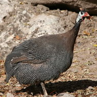 Cresterea bibilicilor-var cenusie