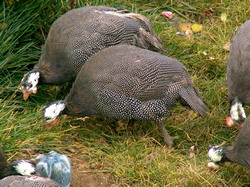 Cresterea bibilicilor