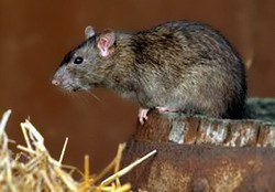 Deratizarea in fermele de animale