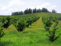 Noul PNDR prevede o masura speciala pentru prima impadurire a terenurilor agricole degradate