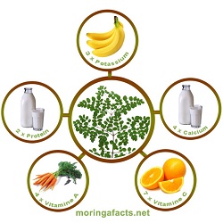 Moringa-Oleifera-facts-infographic