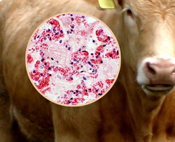 Pasteureloze la animale