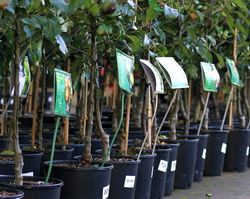 S-au stabilit masurile de autorizare a importului de butasi si puieti fructiferi din Moldova