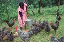 Kenya: Rolul femeilor in dezvoltarea rurala, cresterea productiei de alimente si eradicarea saraciei