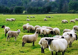 Noi reglementari si regulamente imbunatatite pentru pajisti si pasunat