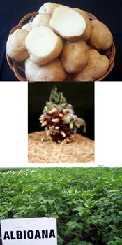 Soi romanesc cartofi  ALBIOANA