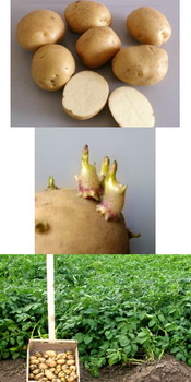 Soi romanesc cartofi  AMICII