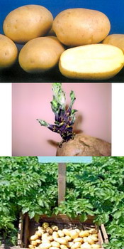 Soi romanesc cartofi  ASTRAL