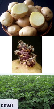 Soi romanesc cartofi  COVAL